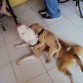 el es el pequeno jacob, un sharpei de 4 meses